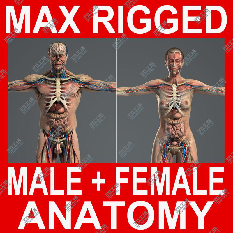 images/goods_img/20210113/3DS MAX RIGGED Male and Female Anatomy Complete Pack (Textured)/1.jpg